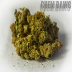 Chem Dawg