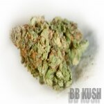 Blueberry Kush