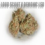 Loud Scout x Demonic LSD