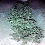 Purple Princess Joint